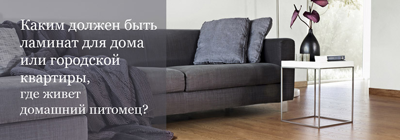 laminat dla sobaki